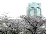 20050406sakura1sum.jpg