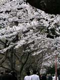 20050406sakura2sum.jpg