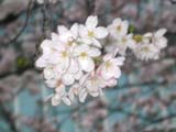 20050406sakura3sum.jpg