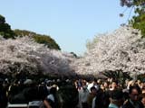 20050409sakura1sum.jpg